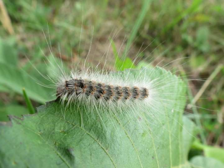 Fuzzy Caterpillar